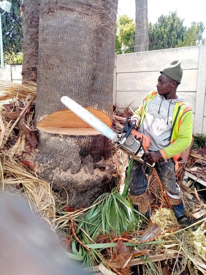 Palm tree felling