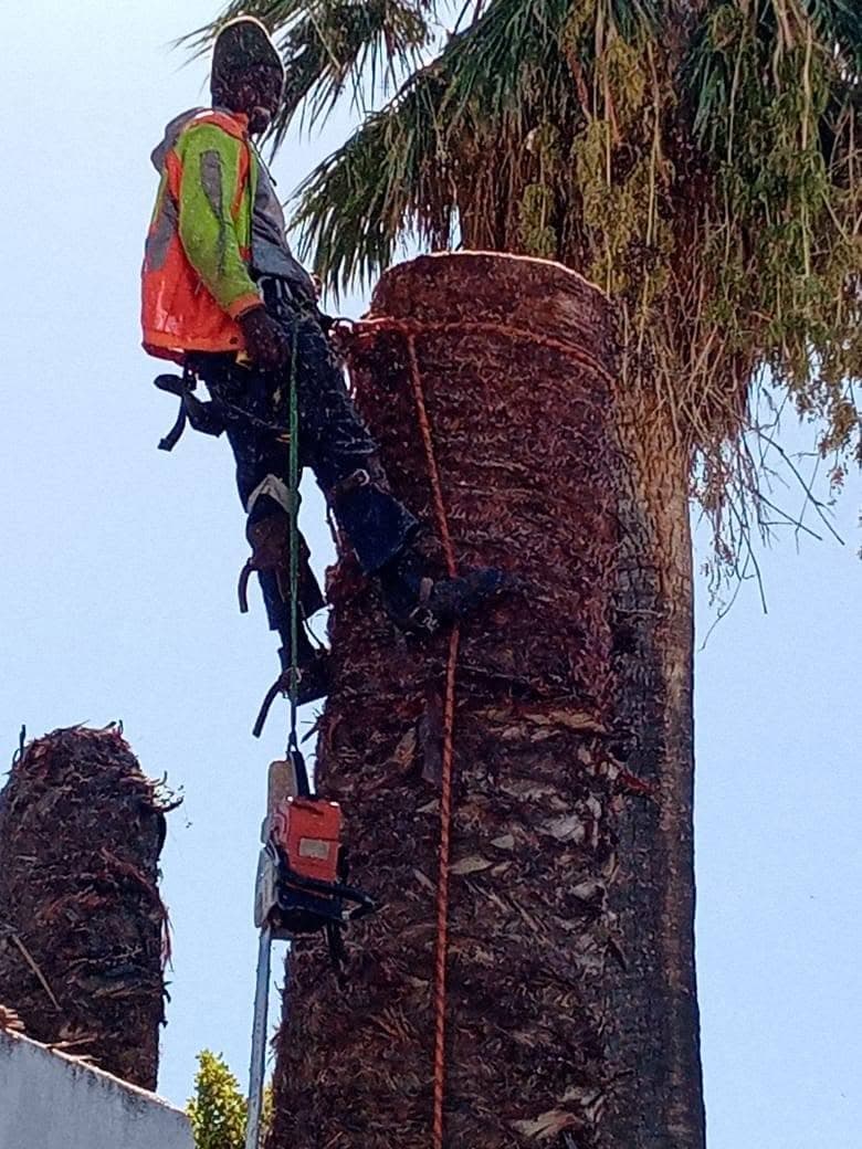 Palm climbing & pruning